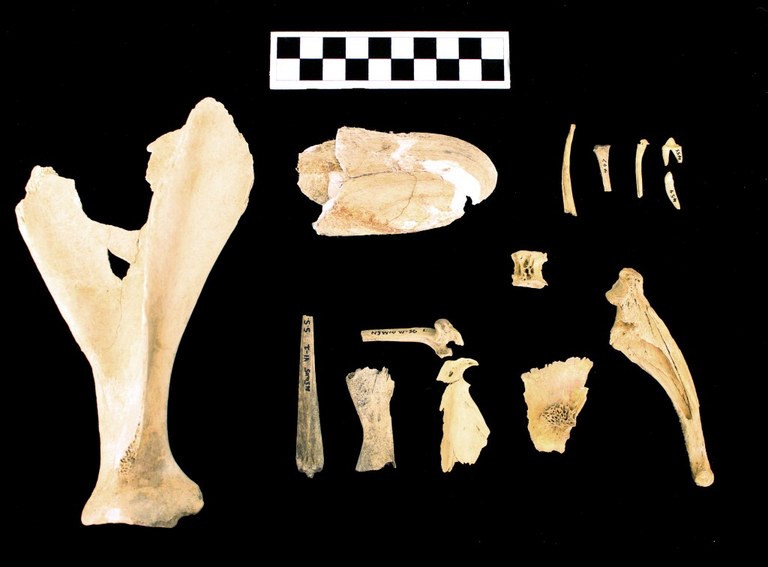 Faunal remains from Rocky Ridge Site.
